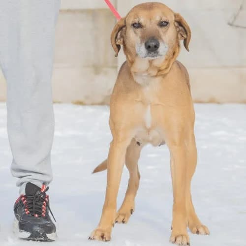 Sabina, female puppy Mixed Breed for adoption at Fundacja Puszatek, Warszawa