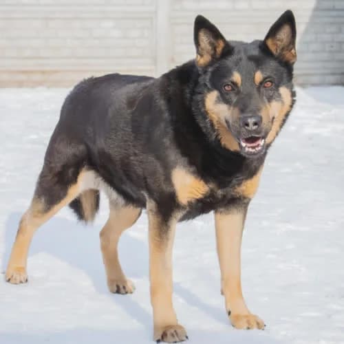 Fabian, male puppy Mixed Breed for adoption at Fundacja Puszatek, Warszawa