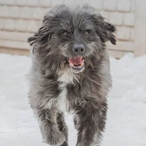 Szopen, male puppy Mixed Breed for adoption at Fundacja Puszatek, Warszawa