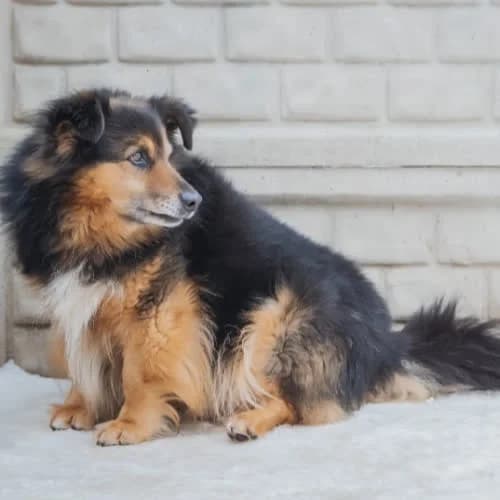 Misiek, male puppy Mixed Breed for adoption at Fundacja Puszatek, Warszawa
