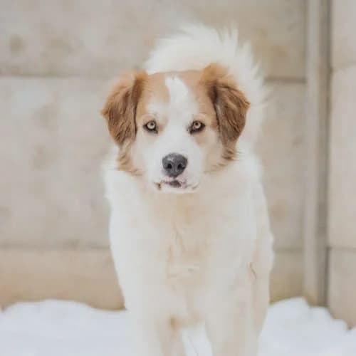 Nitro, male puppy Mixed Breed for adoption at Fundacja Puszatek, Warszawa