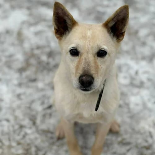 Jusia, female puppy Mixed Breed for adoption at Fundacja Puszatek, Warszawa