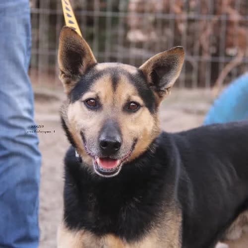 Ramzes, male puppy Mixed Breed for adoption at Fundacja Puszatek, Warszawa