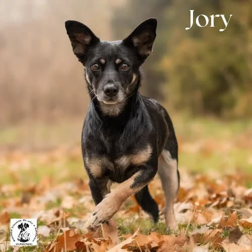 kanapowa JORY, female puppy Mixed Breed for adoption at Fundacja Puszatek, Warszawa