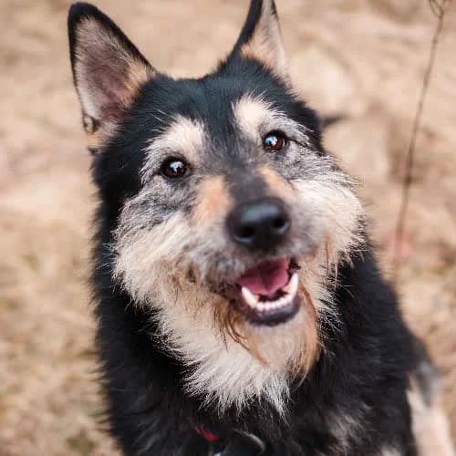 Yuki, male puppy Mixed Breed for adoption at Fundacja Puszatek, Warszawa