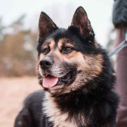 Kenzo, male puppy Mixed Breed for adoption at Fundacja Puszatek, Warszawa