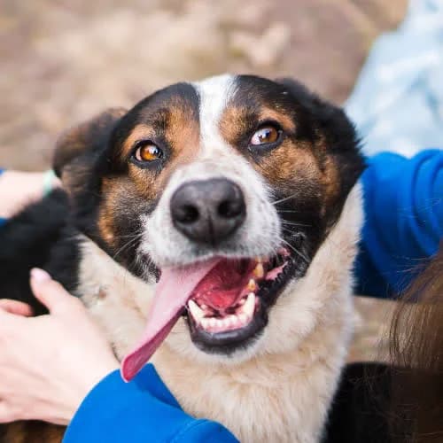 Breidi, male puppy Mixed Breed for adoption at Fundacja Puszatek, Warszawa