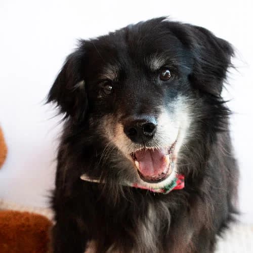 MUSZEK, male puppy Mixed Breed for adoption at Fundacja Puszatek, Warszawa