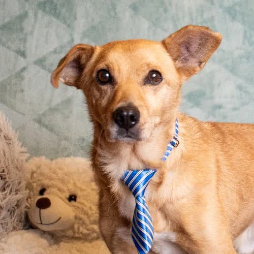 CHIVAS, male puppy Mixed Breed for adoption at Fundacja Puszatek, Warszawa