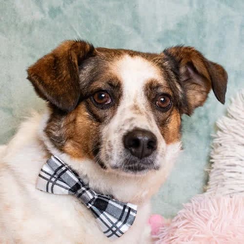 BONO, male 5yo Mixed Breed for adoption at Fundacja Puszatek, Warszawa