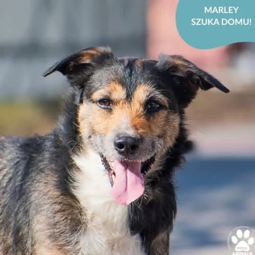MARLEY, male puppy Mixed Breed for adoption at Fundacja Puszatek, Warszawa
