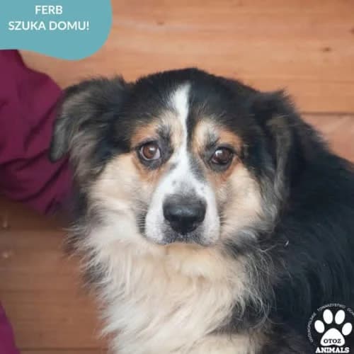 Ferb, male senior Mixed Breed for adoption at Fundacja Puszatek, Warszawa