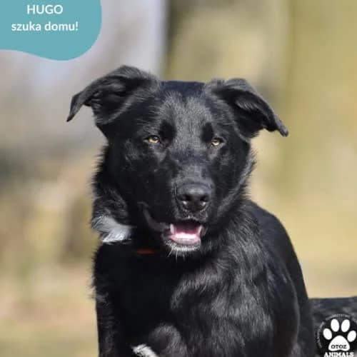 HUGO, male puppy Mixed Breed for adoption at Fundacja Puszatek, Warszawa