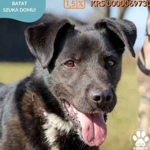 BATAT, male 7yo Mixed Breed for adoption at Fundacja Puszatek, Warszawa