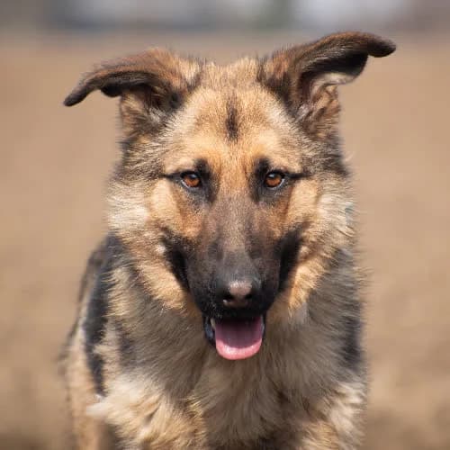 RATAJ, male puppy Mixed Breed for adoption at Fundacja Puszatek, Warszawa