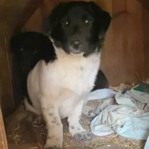 Jax, male puppy Mixed Breed for adoption at Fundacja Puszatek, Warszawa