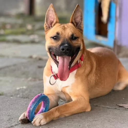 Major, male puppy Mixed Breed for adoption at Fundacja Puszatek, Warszawa