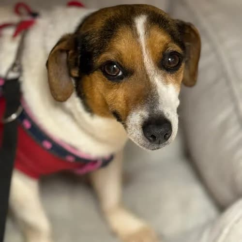 Sunia Jack Russel, female puppy Mixed Breed for adoption at Fundacja Puszatek, Warszawa