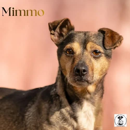 spokojny MIMMO, male Mixed Breed for adoption at Fundacja Puszatek, Warszawa