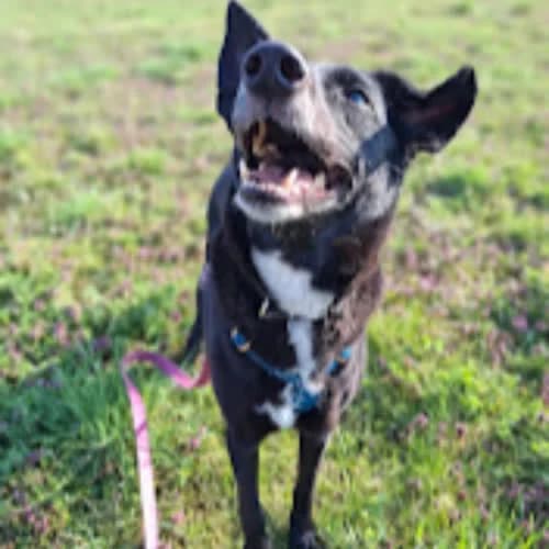 Tina, female senior Mixed Breed for adoption at Fundacja Puszatek, Warszawa