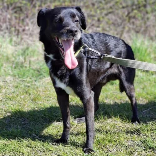 Misiek, male 6yo Mixed Breed for adoption at Fundacja Puszatek, Warszawa