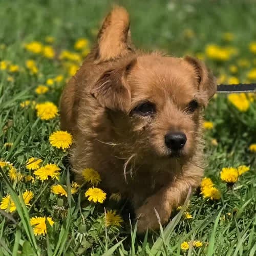 Pola, female puppy Mixed Breed for adoption at Fundacja Puszatek, 02-454 Warszawa
