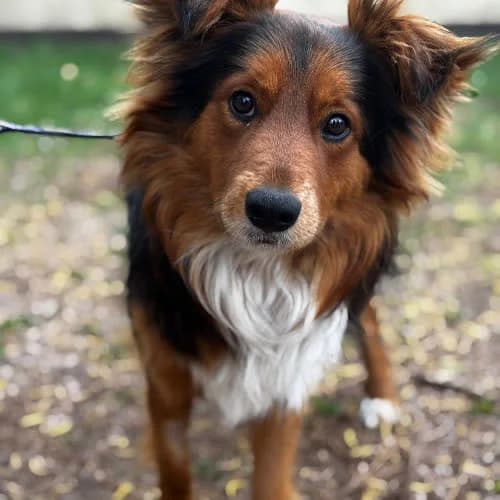 Folik, male puppy Mixed Breed for adoption at Fundacja Puszatek, Warszawa