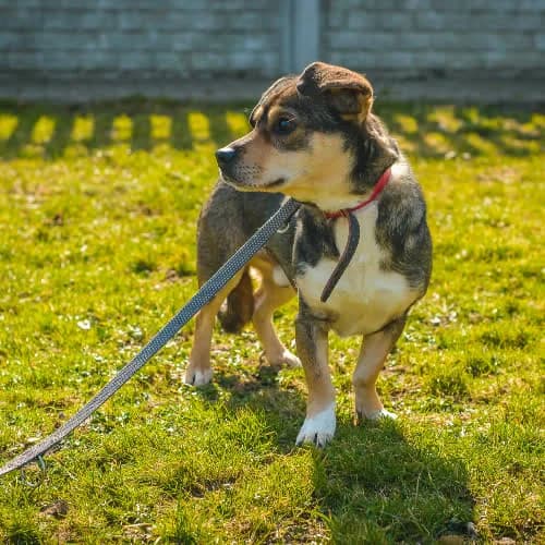Rubik, male puppy Mixed Breed for adoption at Fundacja Puszatek, Warszawa