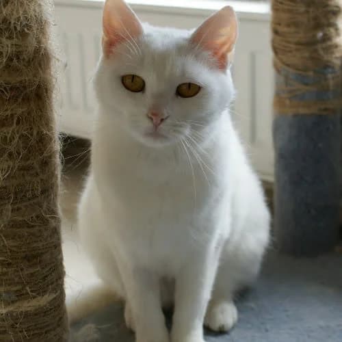 Natka, female puppy Mixed Breed for adoption at Fundacja Puszatek, 02-454 Warszawa