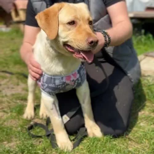 Moli, female puppy Mixed Breed for adoption at Fundacja Puszatek