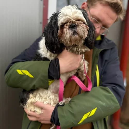 Flesz, male puppy Mixed Breed for adoption at Fundacja Puszatek