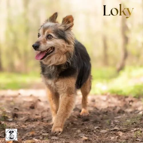 przytulas LOKY, male puppy Mixed Breed for adoption at Fundacja Puszatek, 02-454 Warszawa