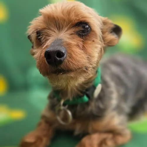 sunia York, female puppy Mixed Breed for adoption at Fundacja Puszatek, 02-454 Warszawa