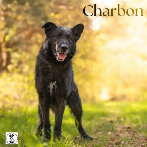 łagodny CHARBON, male puppy Mixed Breed for adoption at Fundacja Puszatek, 02-454 Warszawa