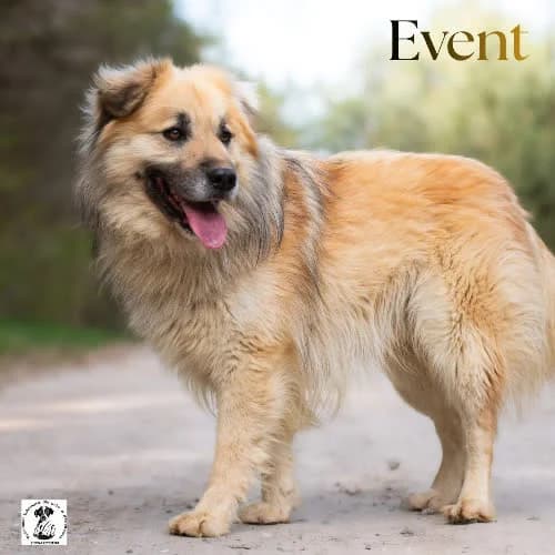 przyjazny EVENT, male 3yo Mixed Breed for adoption at Fundacja Puszatek, 02-454 Warszawa