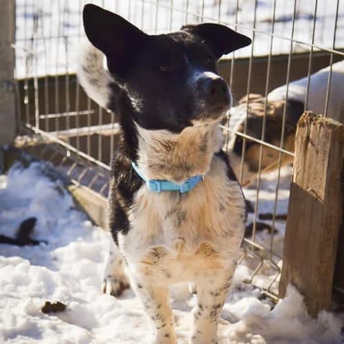 Kropa, female senior Mixed Breed for adoption at Fundacja Puszatek, 02-454 Warszawa