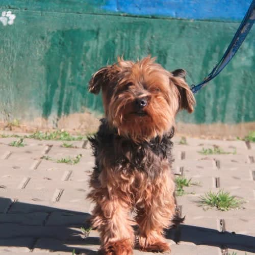 Mailo, male puppy Mixed Breed for adoption at Fundacja Puszatek, 02-454 Warszawa