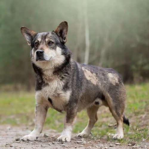 mikro wilczekAKIN, male puppy Mixed Breed for adoption at Fundacja Puszatek, 02-454 Warszawa