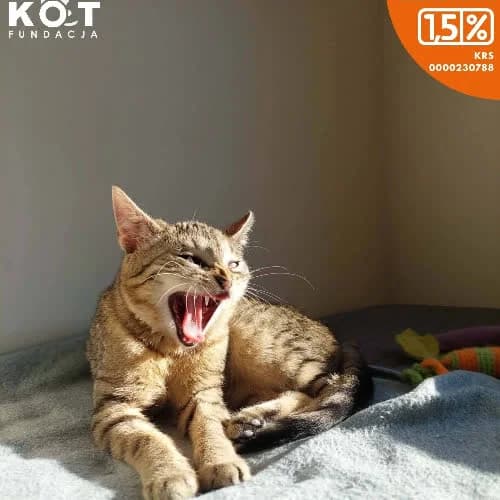 Malta, female senior Mixed Breed for adoption at Fundacja Puszatek, 02-454 Warszawa