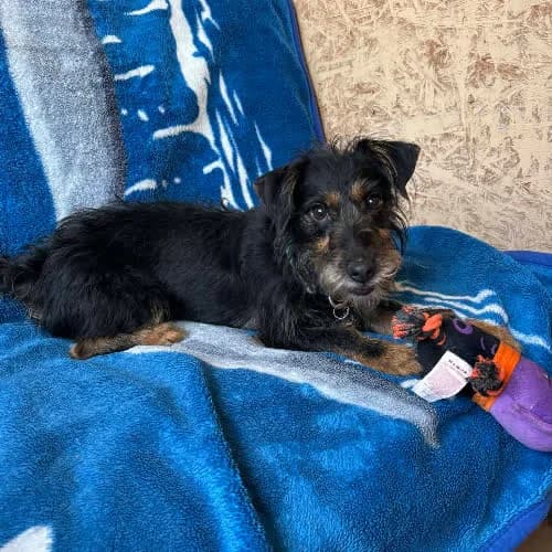 SONIA, female puppy Mixed Breed for adoption at Fundacja Puszatek, 02-454 Warszawa