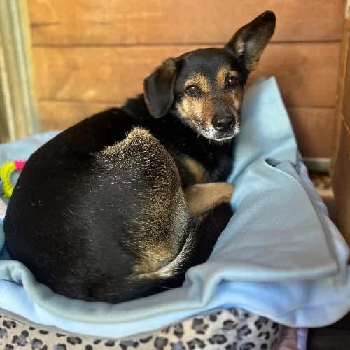 Balu, male puppy Mixed Breed for adoption at Fundacja Puszatek, 02-454 Warszawa