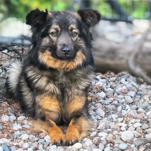 Duduś, male puppy Mixed Breed for adoption at Fundacja Puszatek, 02-454 Warszawa