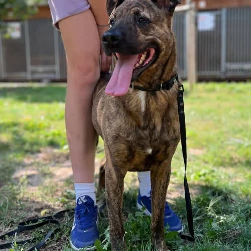 Bandi, male puppy Mixed Breed for adoption at Fundacja Puszatek, 02-454 Warszawa