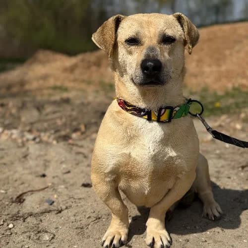 Białek, male puppy Mixed Breed for adoption at Fundacja Puszatek, 02-454 Warszawa
