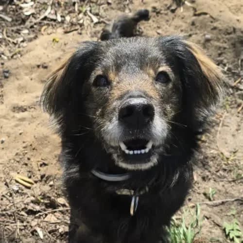 Kapsel, male puppy Mixed Breed for adoption at Fundacja Puszatek, 02-454 Warszawa