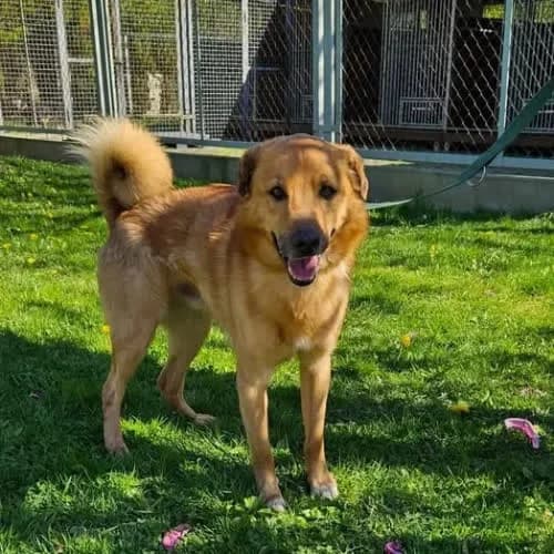 Ares, male puppy Mixed Breed for adoption at Fundacja Puszatek, 02-454 Warszawa