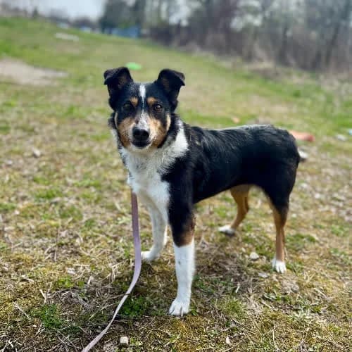 Lola, female puppy Mixed Breed for adoption at Fundacja Puszatek, 02-454 Warszawa