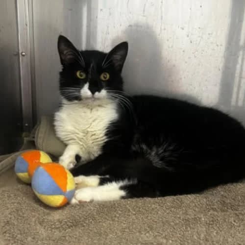 Kali, male puppy Mixed Breed for adoption at Fundacja Puszatek, 02-454 Warszawa