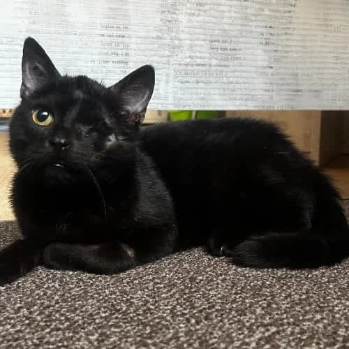 Gacek, male senior Mixed Breed for adoption at Fundacja Puszatek, 02-454 Warszawa