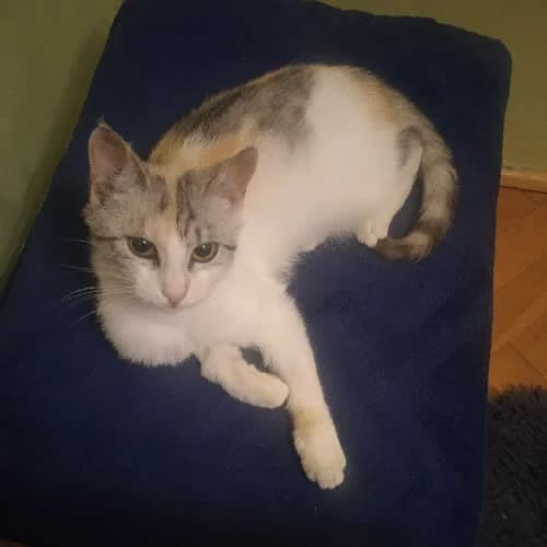 Kleopatra, female 6yo Mixed Breed for adoption at Fundacja Puszatek, 02-454 Warszawa